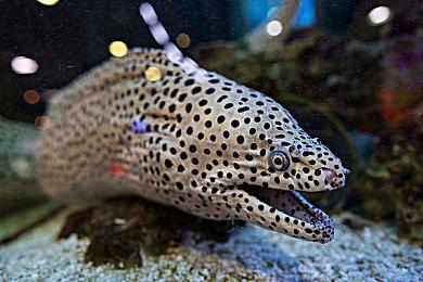 横山昌义：《如龙》在欧美大获欢迎要归功于XGP等订阅服务