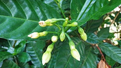 纵版弹幕射击游戏《Radiant Silvergun》steam页面上线